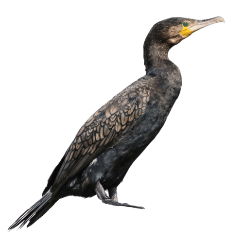 Cormorano