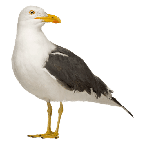 Gabbiano