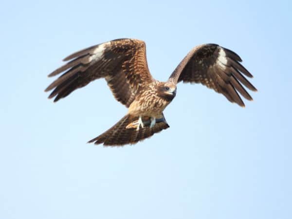 Falco in volo per allontanamento volatili