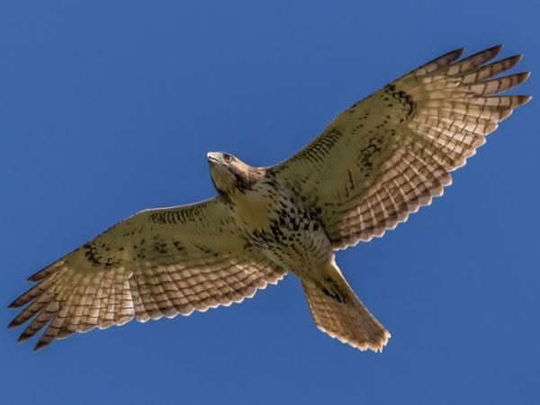 Falconeria professionale