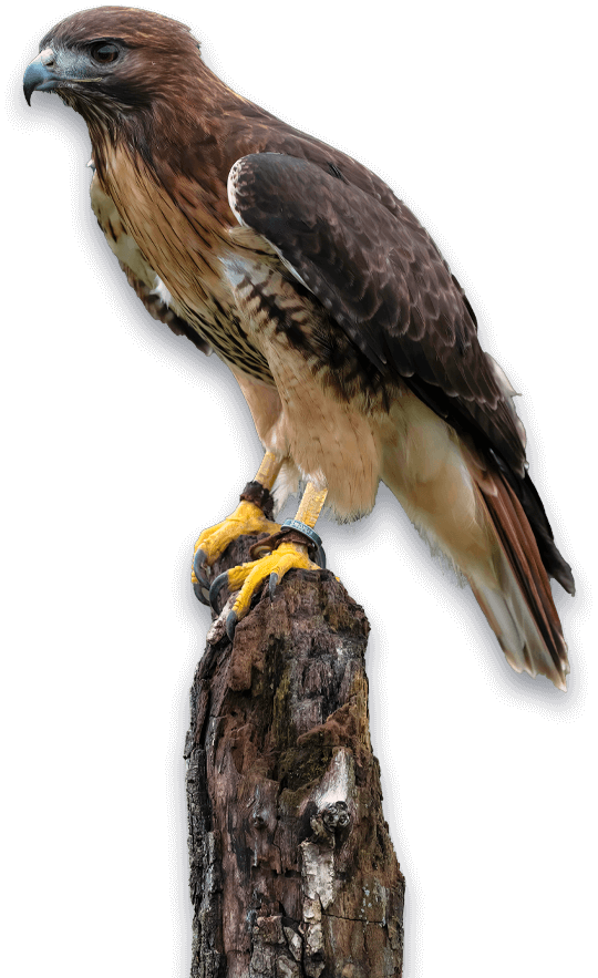 falco sul tronco