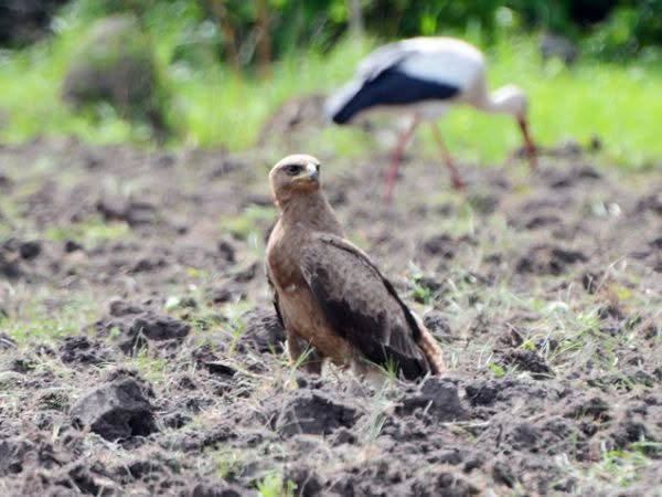 falco per allontanamento volatili