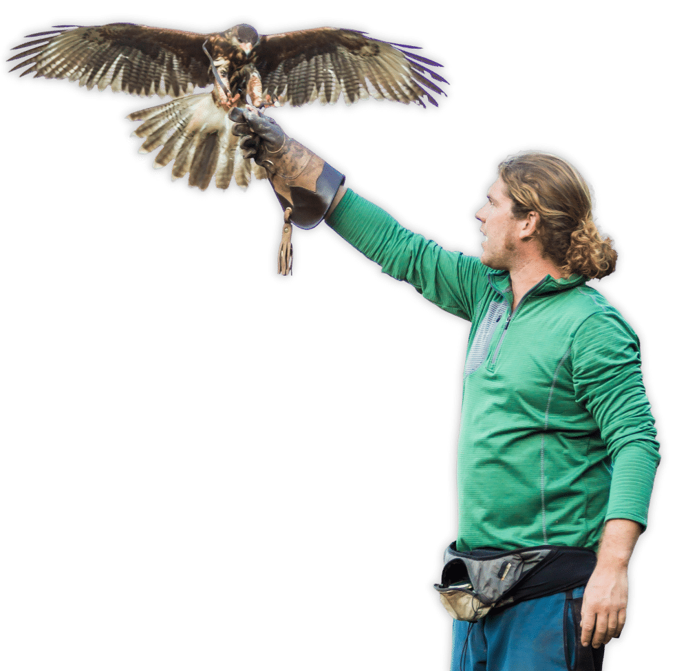 Falconiere libera falco per allontanamento volatili